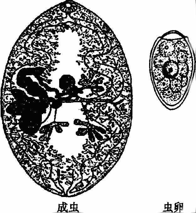 并殖吸蟲(chóng)屬