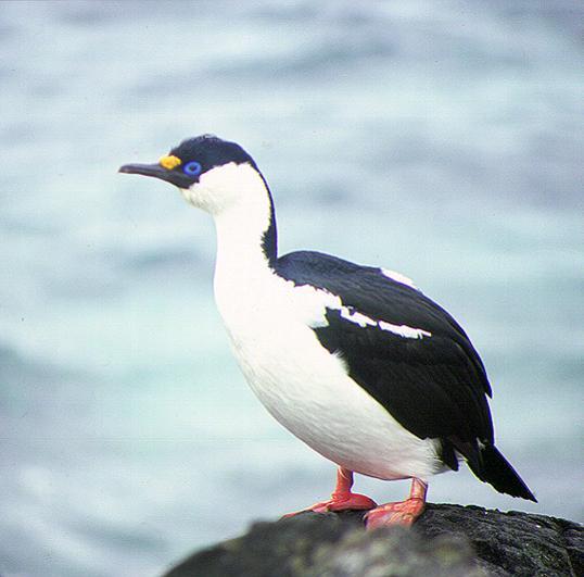 南極鸕鶿