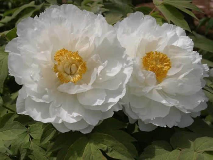 黄花魁