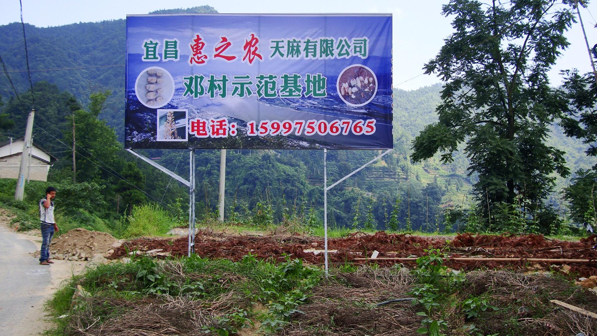 天麻基地