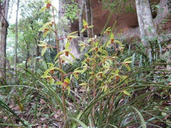 中國蘭花第一谷