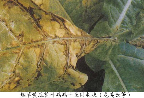 煙草黃瓜花葉病