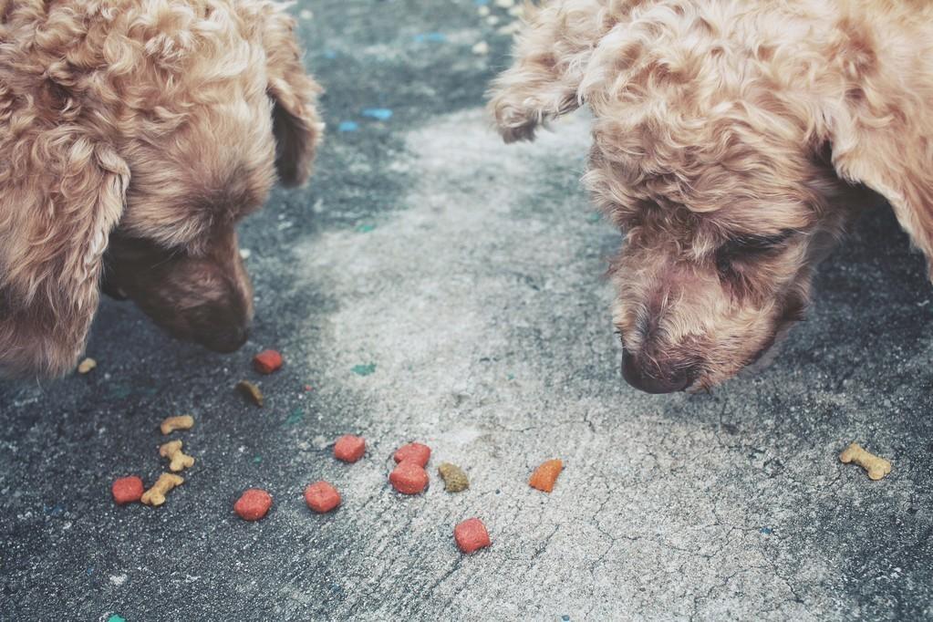 犬腸炎