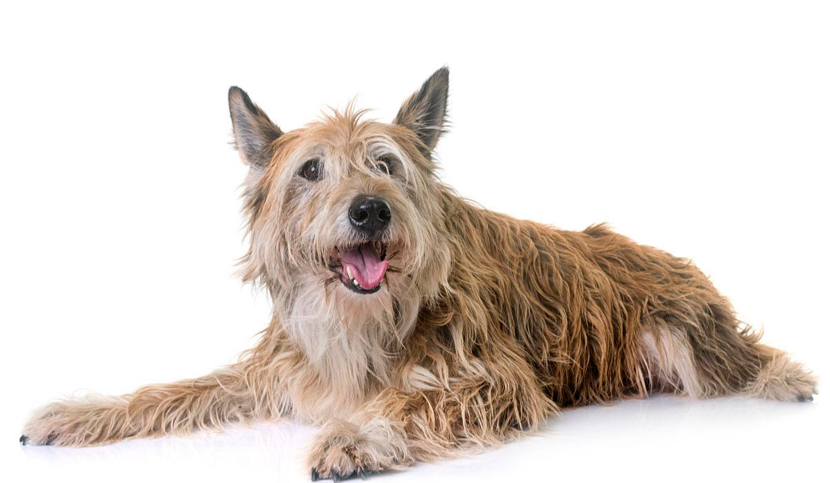皮卡迪牧羊犬