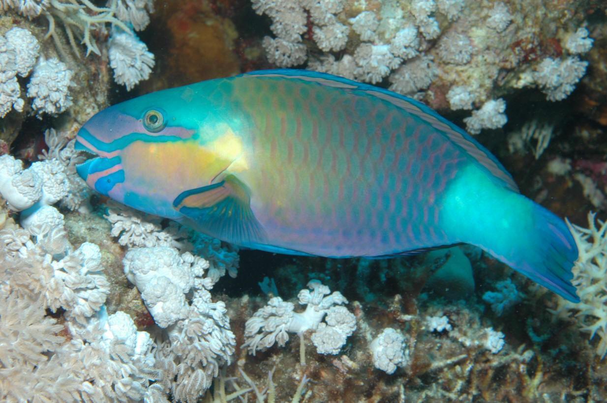 黑鸚嘴魚