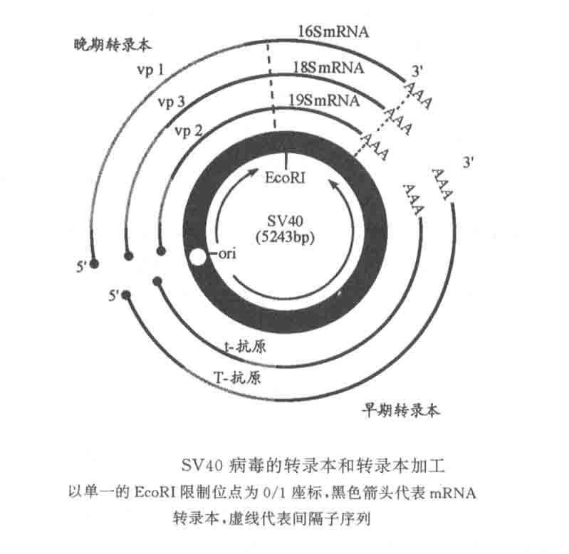 猿猴空泡病毒