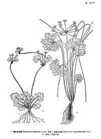 細(xì)蔓點(diǎn)地梅