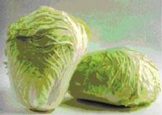 泰安大白菜