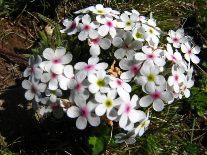 雪球點(diǎn)地梅