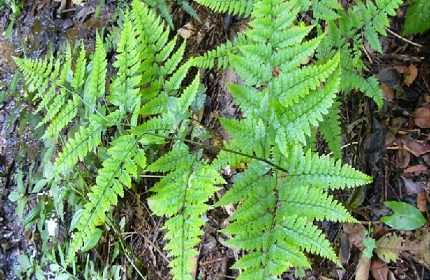 川滇复叶耳蕨