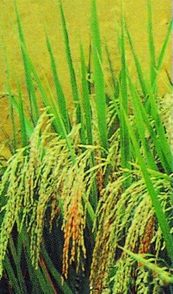 中優(yōu)早5號(hào)