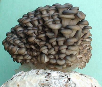 丛伞胶孔菌