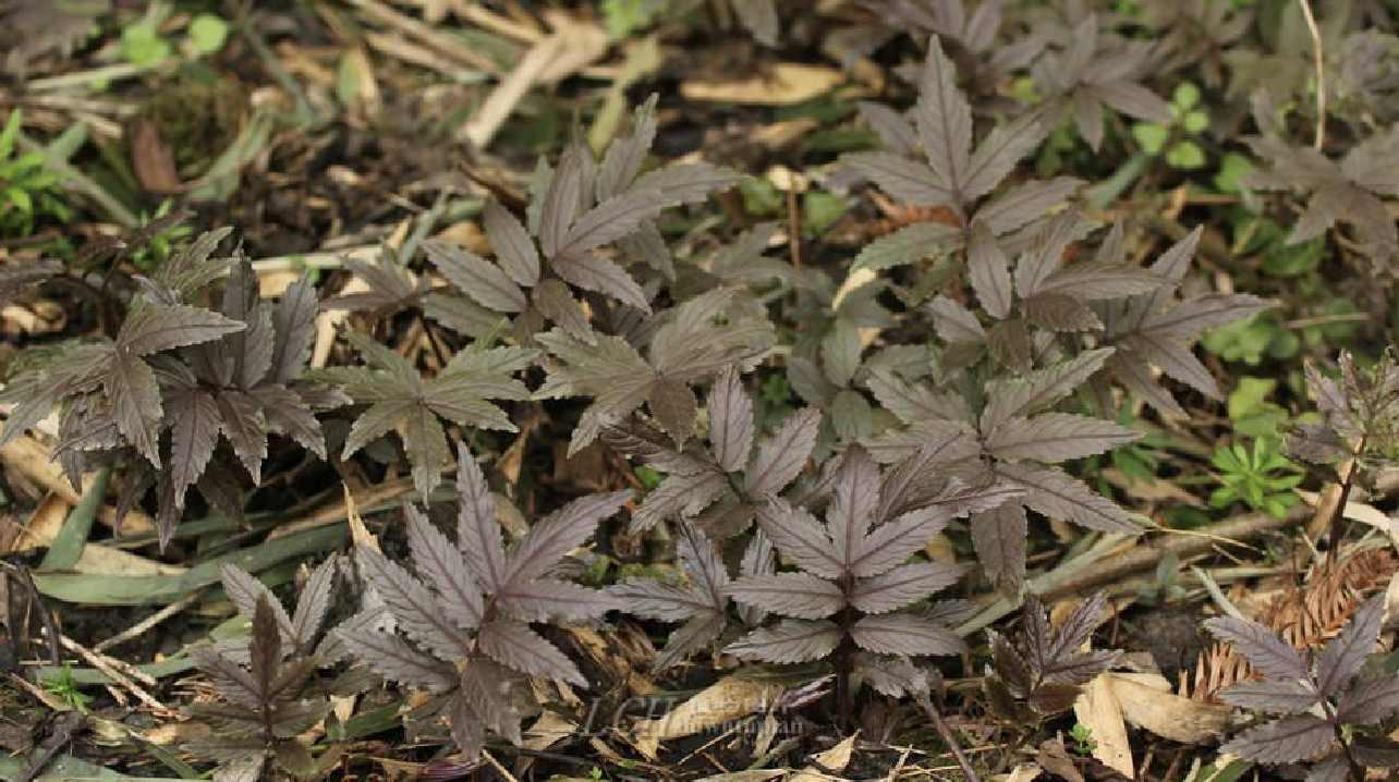 大叶碎米荠