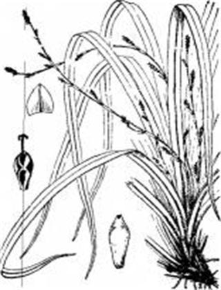 凸脉苔草