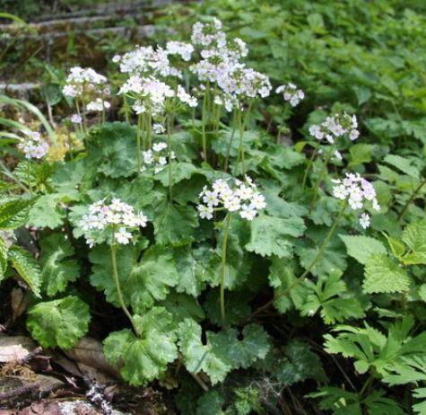闊苞蓮葉點(diǎn)地梅