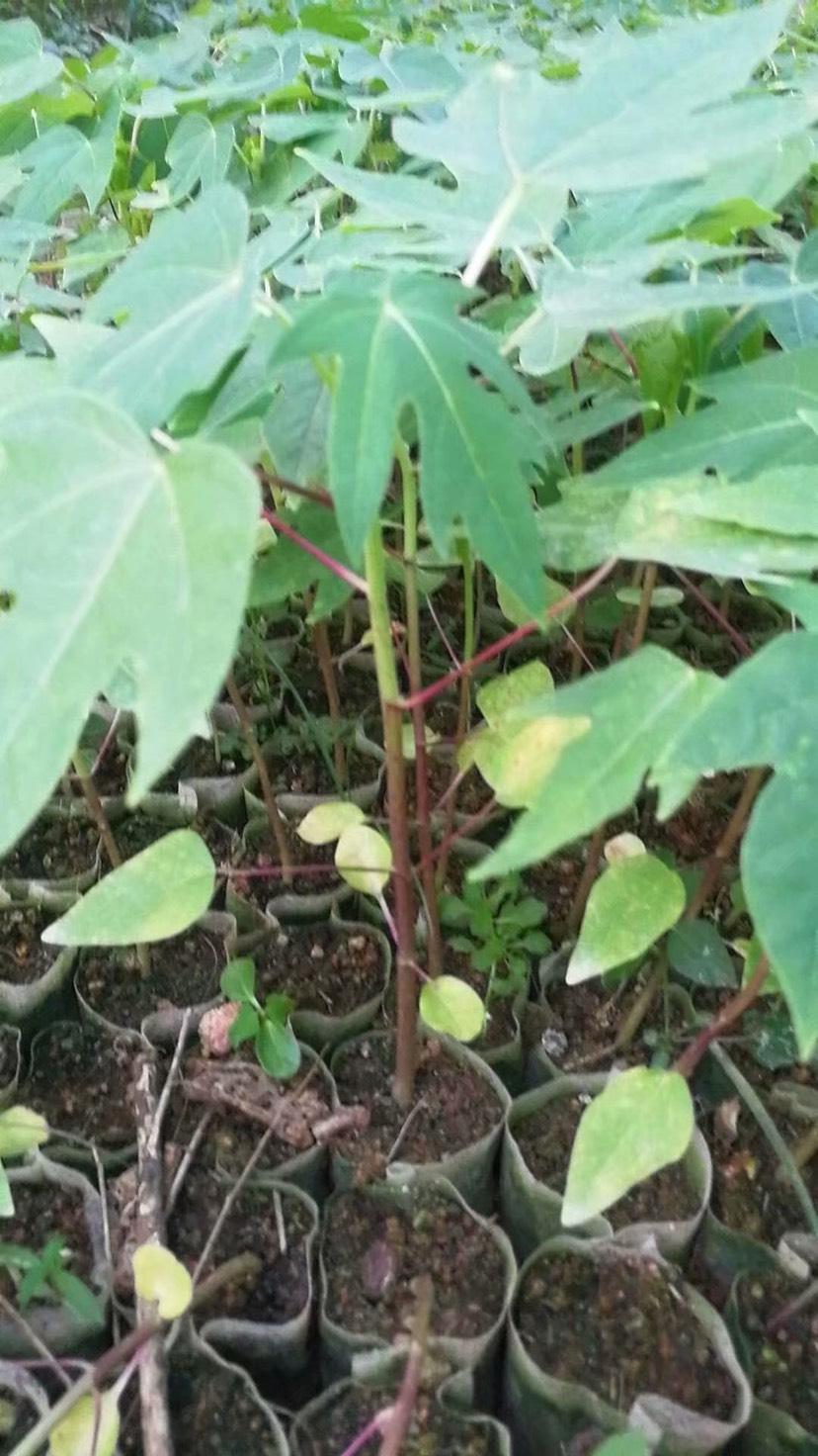 木瓜苗