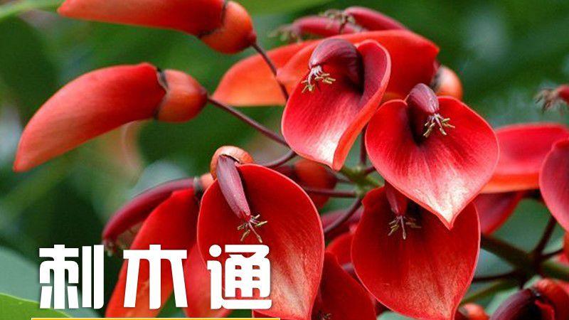刺木通