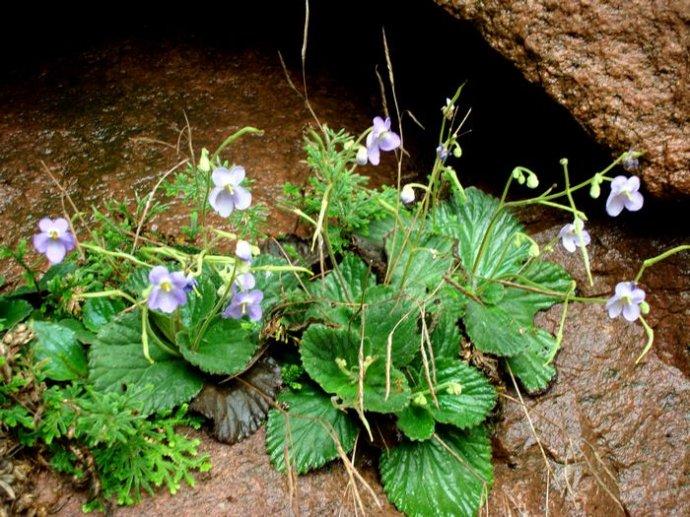 長蒴苣苔屬