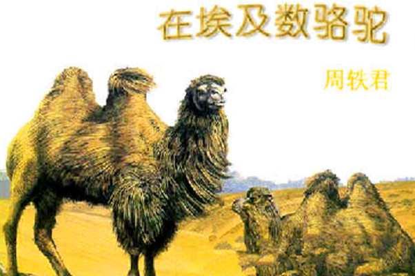 在埃及數(shù)駱駝