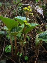 雨農(nóng)蒲兒根