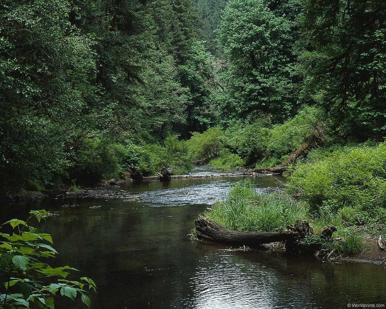 森林水文效應(yīng)