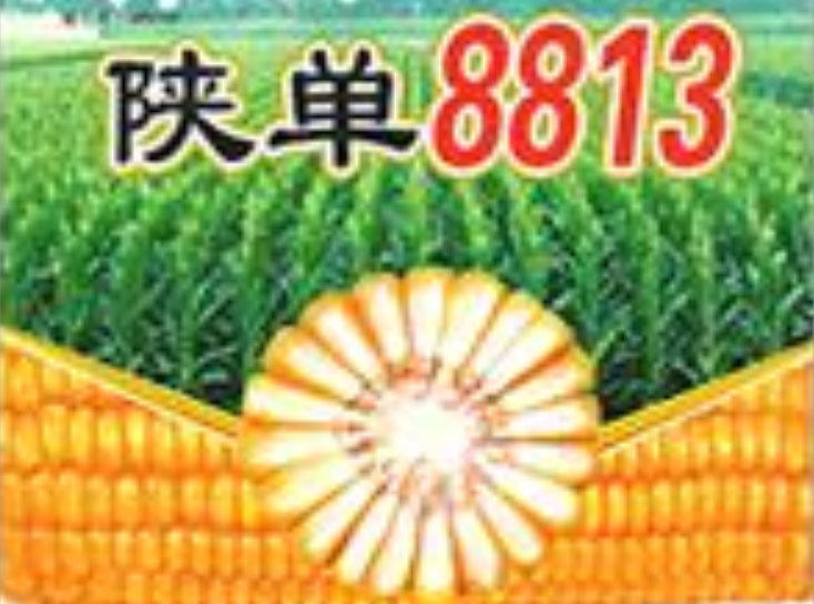 陜單8813