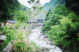百山祖玉山竹