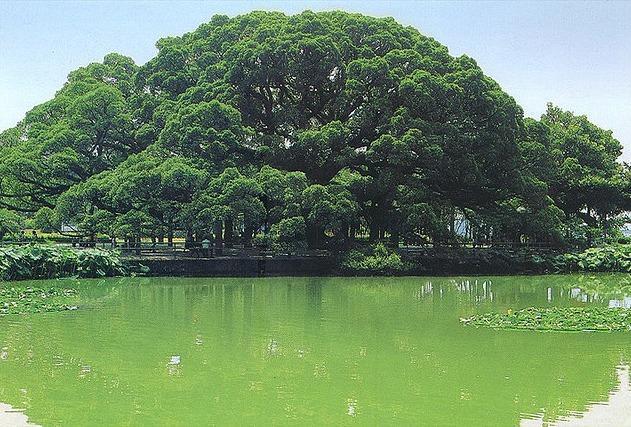 大榕樹風(fēng)景區(qū)