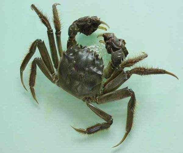 沱湖螃蟹