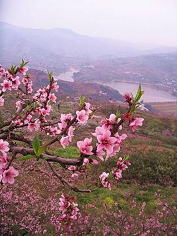 龍泉桃花溝