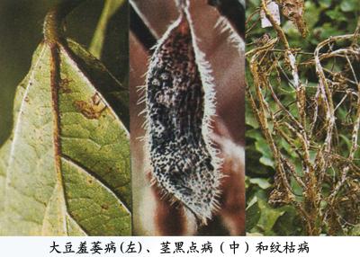 大豆羞萎病