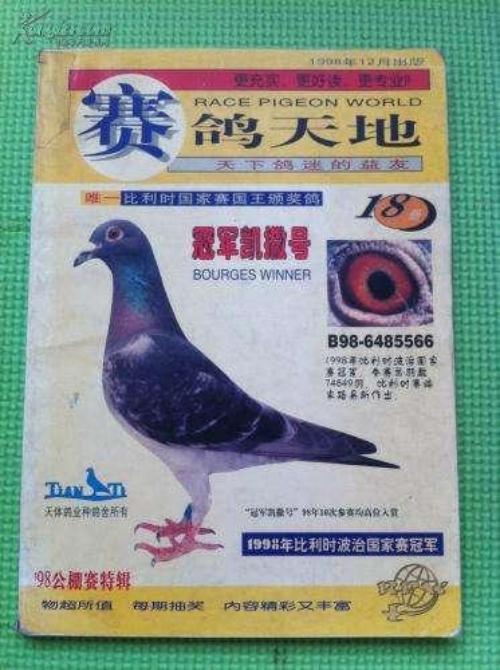 赛鸽天地