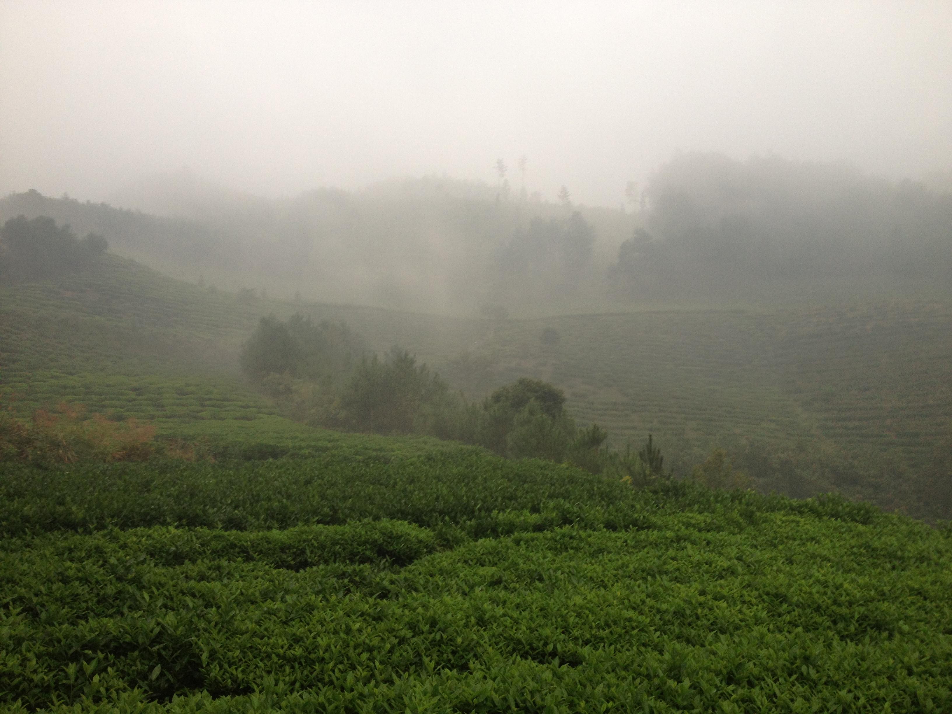 皇家茶園