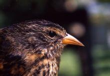 科科斯群島雀屬