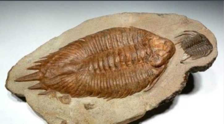 古生物化石鑒定