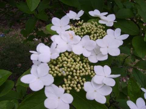荚迷花