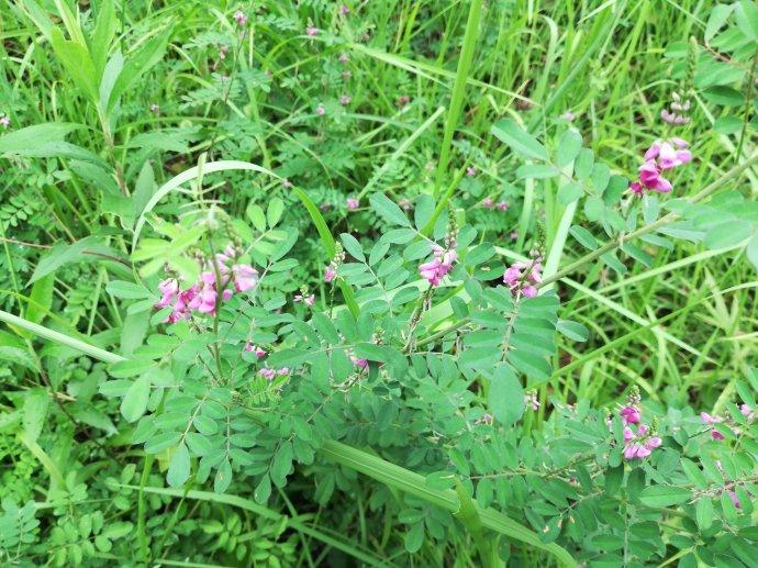 互生葉木藍(lán)亞組