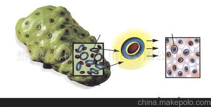 細(xì)胞排毒