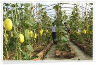 胡集回族鄉(xiāng)