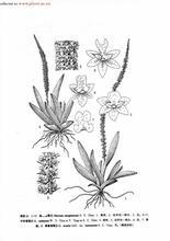 绿春鸢尾兰