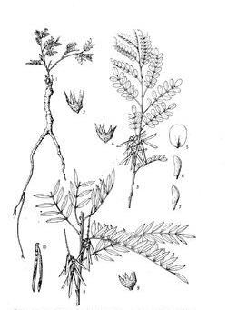 刺齒木藍(lán)亞組