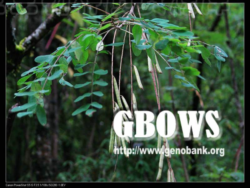 垂序木藍(lán)亞組