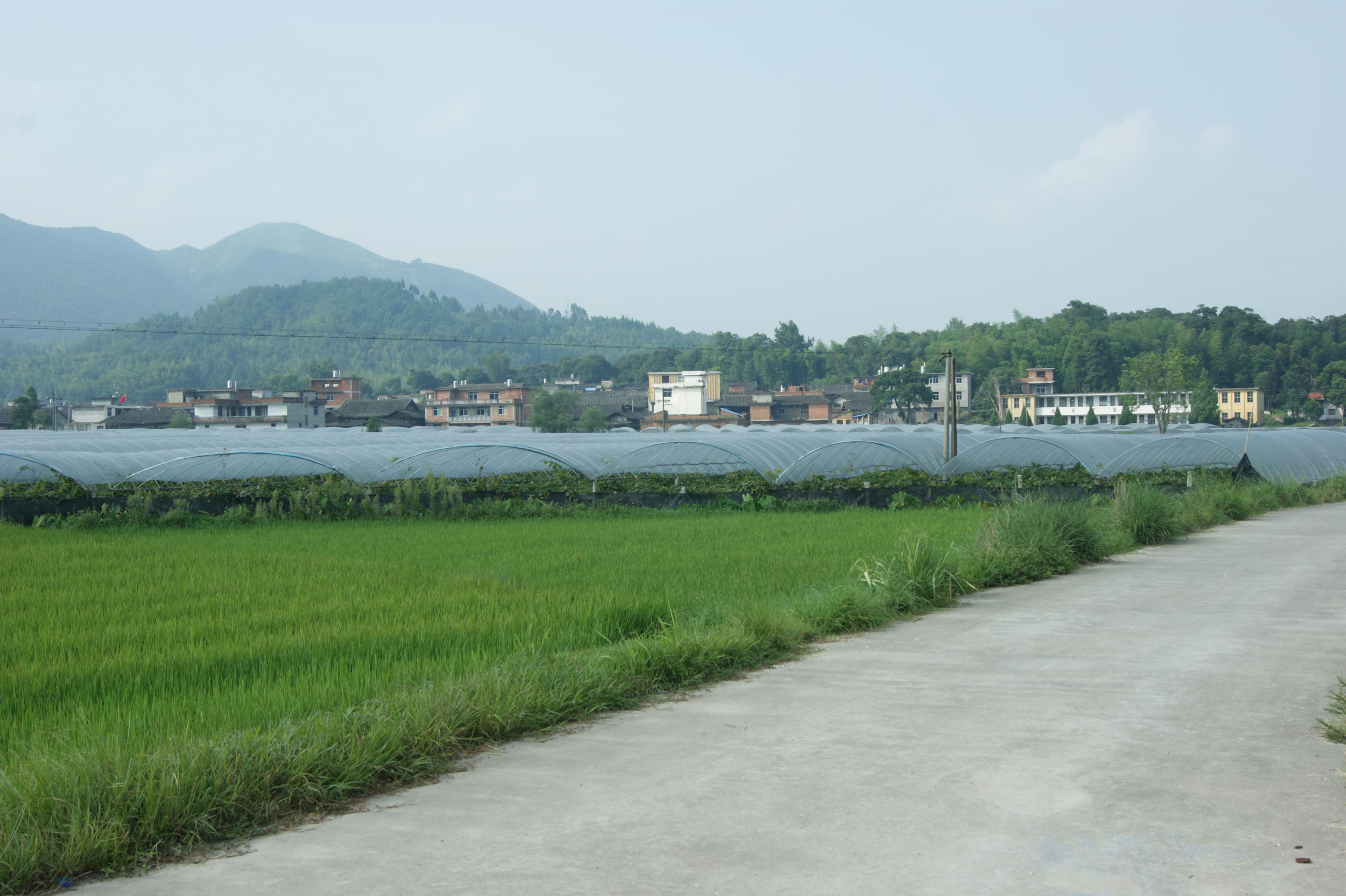 陳墩村