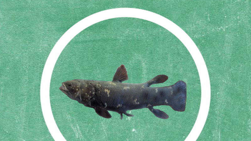 中華棘魚