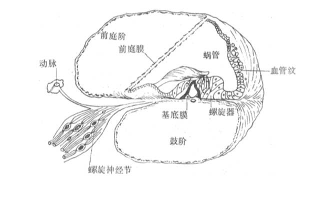 听觉响应范围
