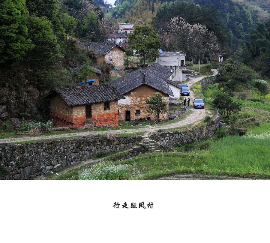 趾凤村
