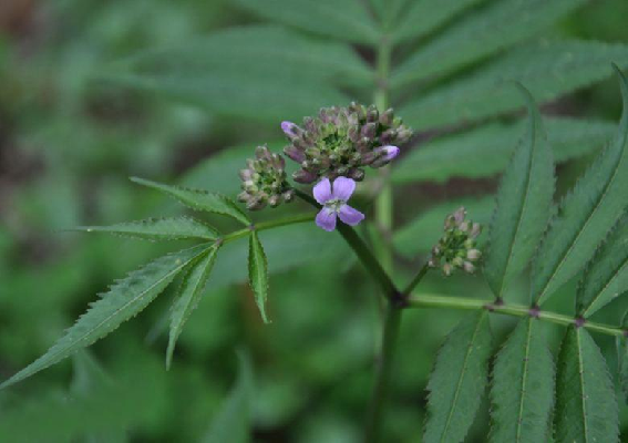 華中碎米薺