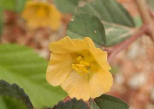 棒果黃花稔