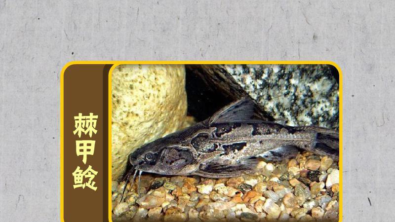 棘甲鲶