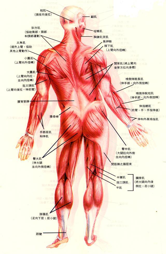 肌絲滑行理論